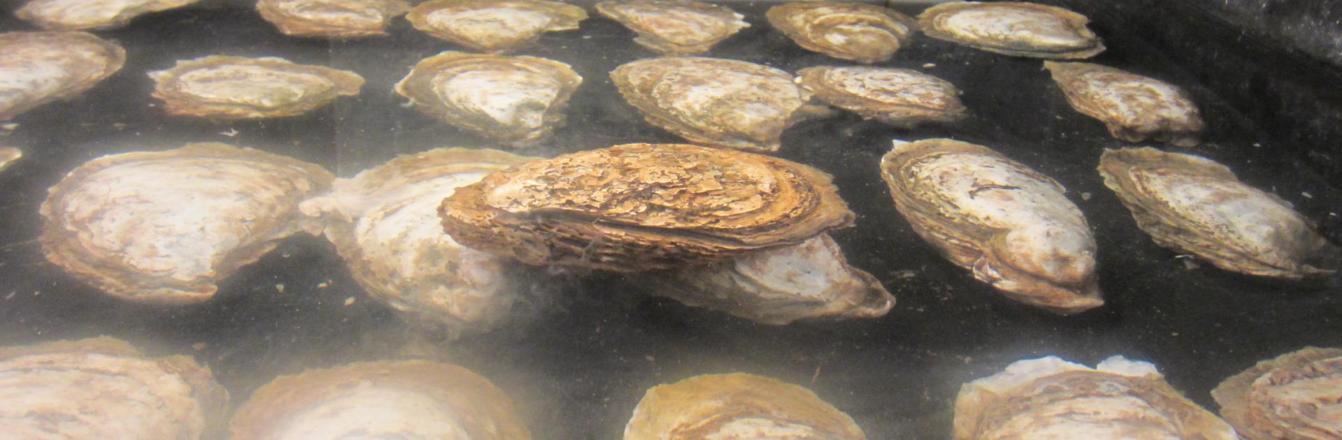 oyster breeding
