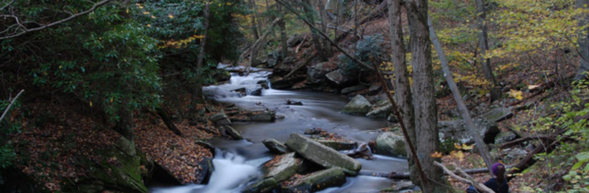 Photo of tributary to Savage River