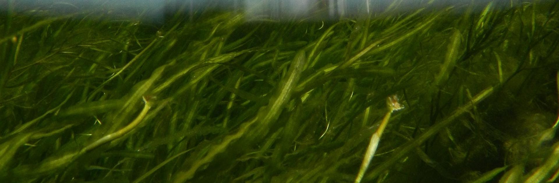 boat on water, seagrasses