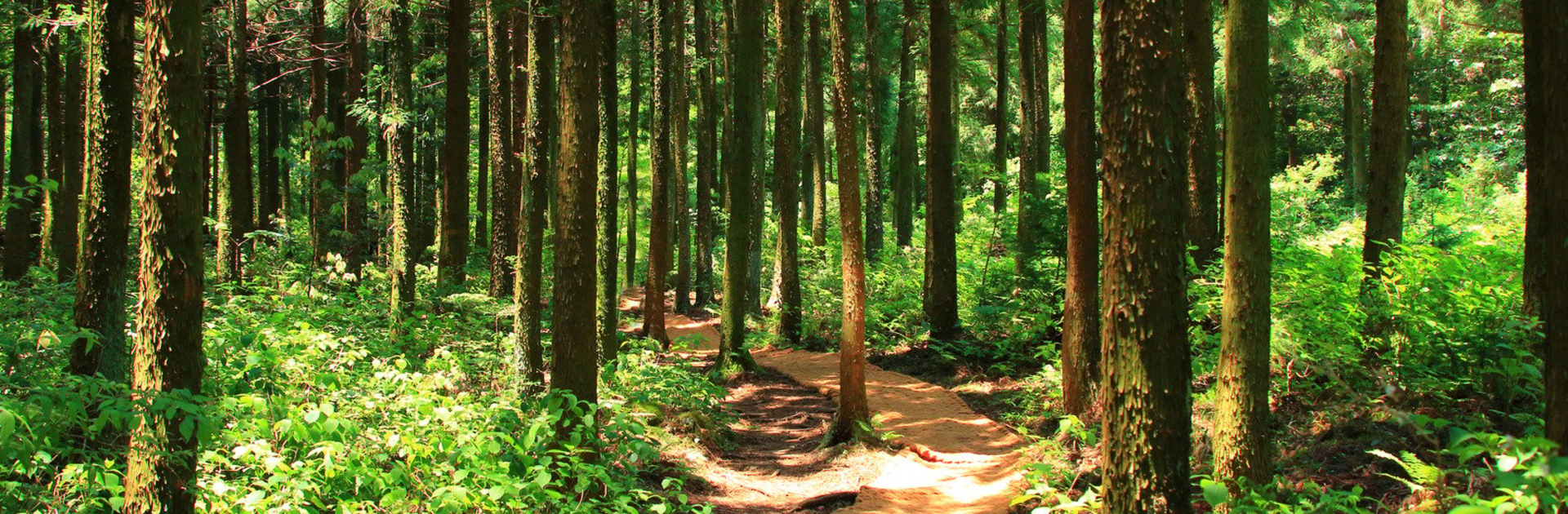 Forest of trees with a dirt path in the center
