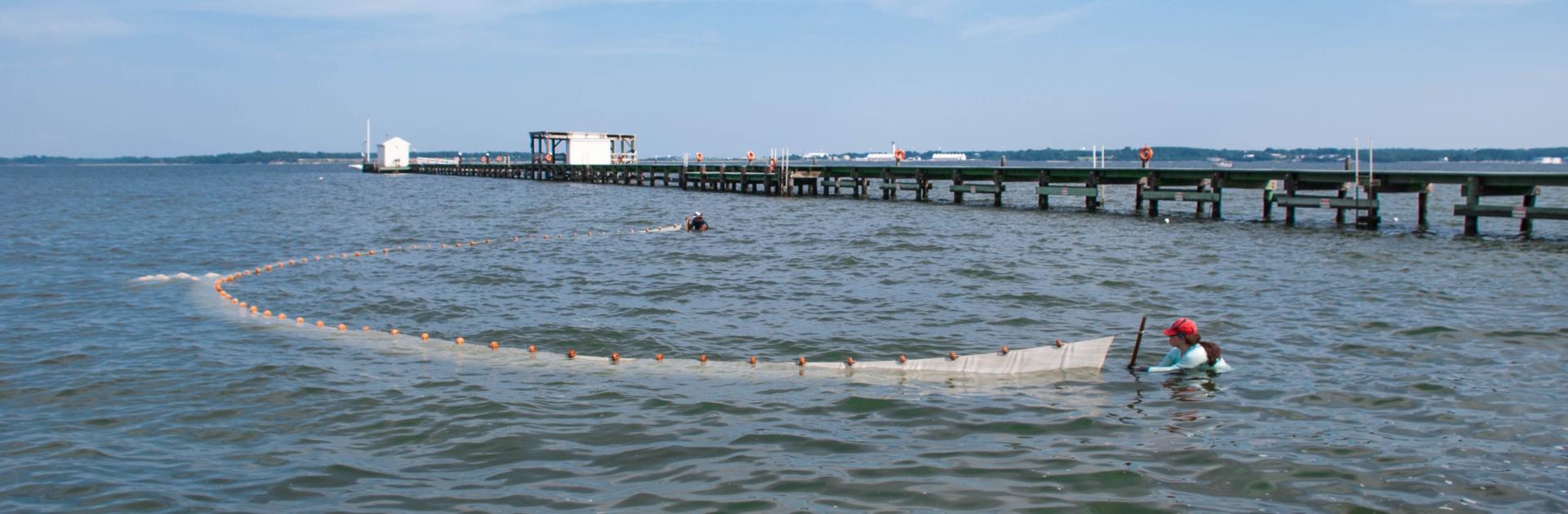 Students conducting a seine survey next to the pier at Chesapeake Biological Laboratory.