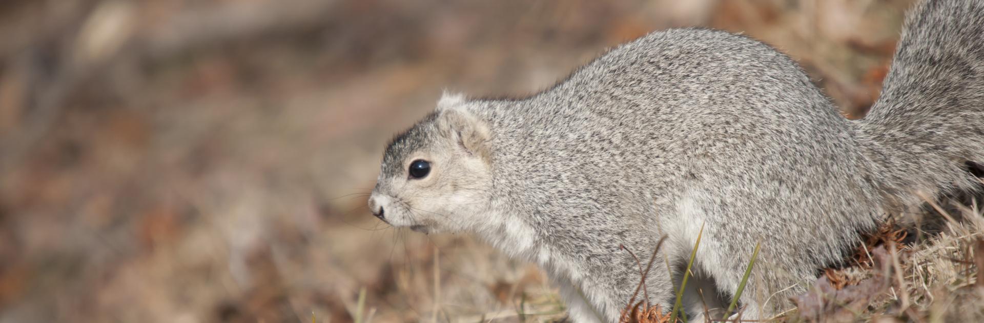 Photo of Delmarva Fox Squirrel