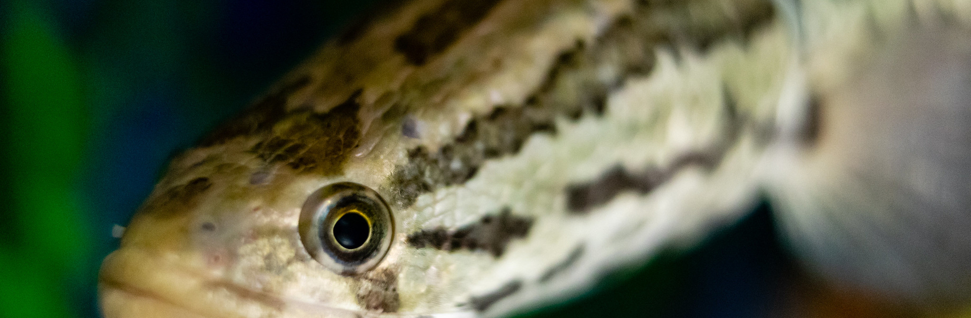 Image of snakehead fish