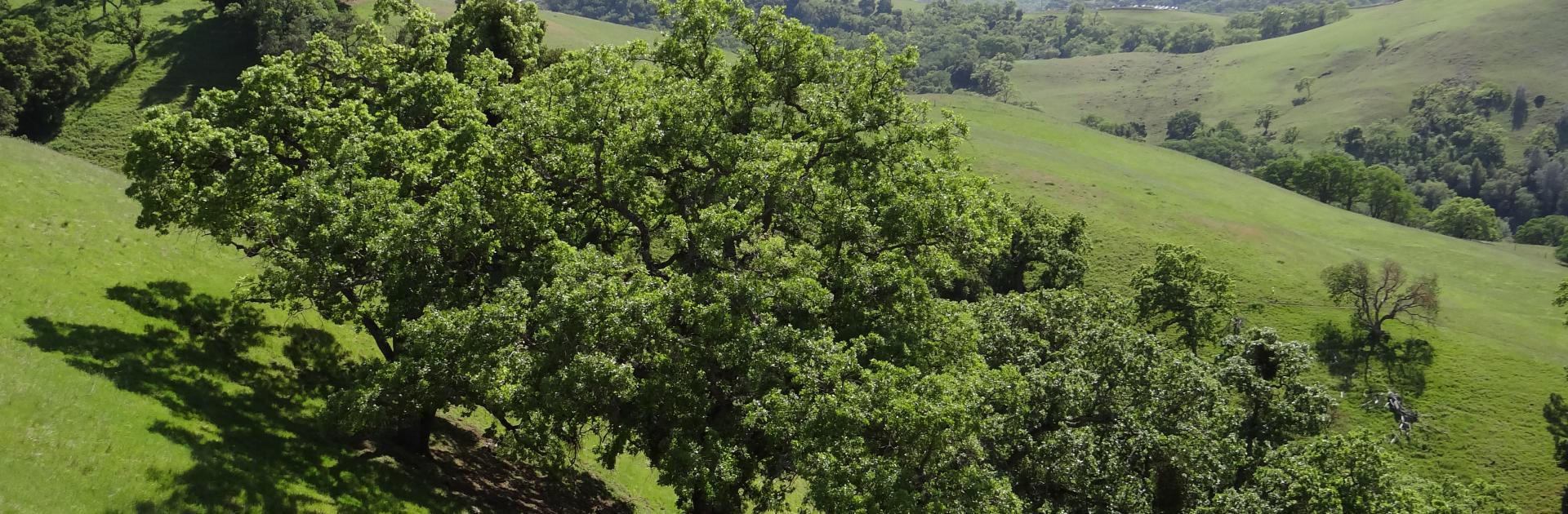 Photo of Valley Oak Trees