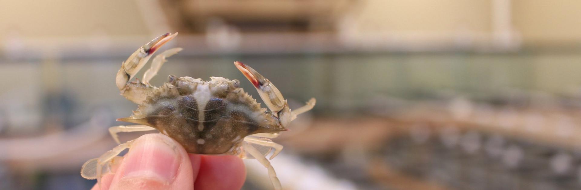 a blue crab just a little larger than a thumbnail