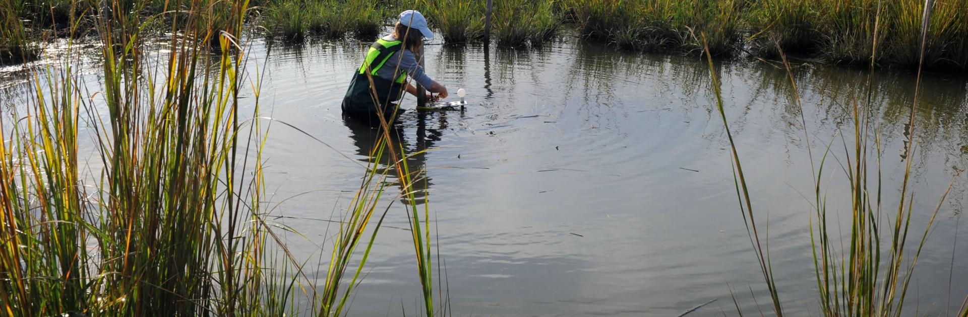 person standing in a marsh