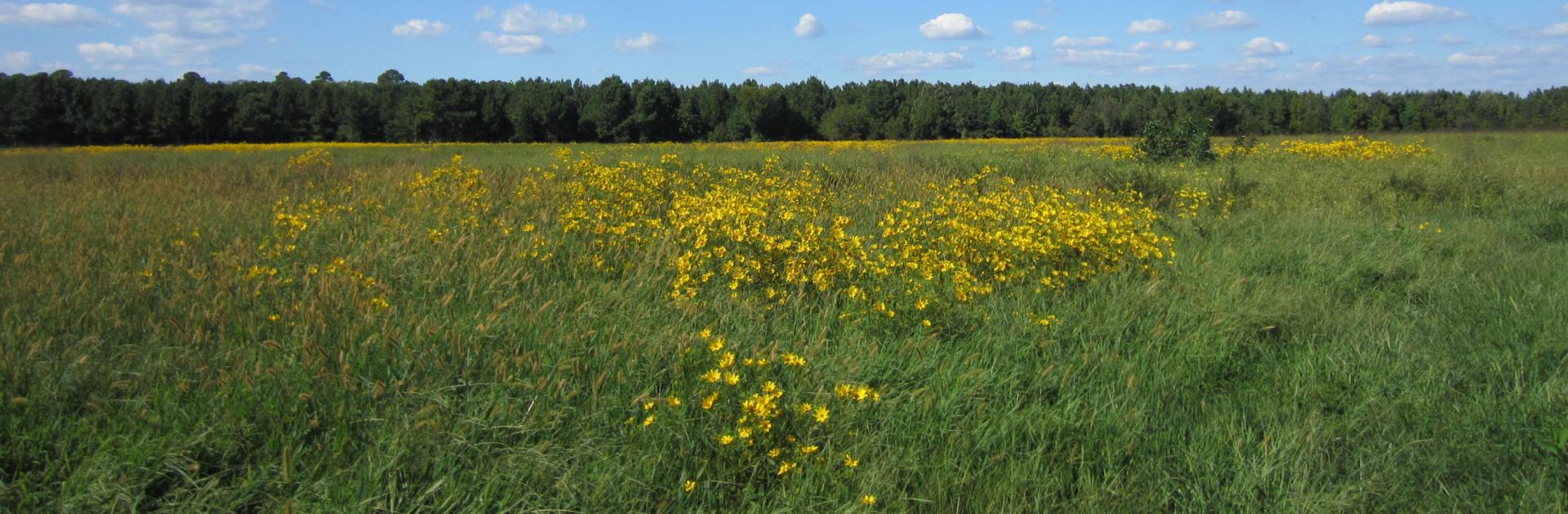 Field of yellow flowers