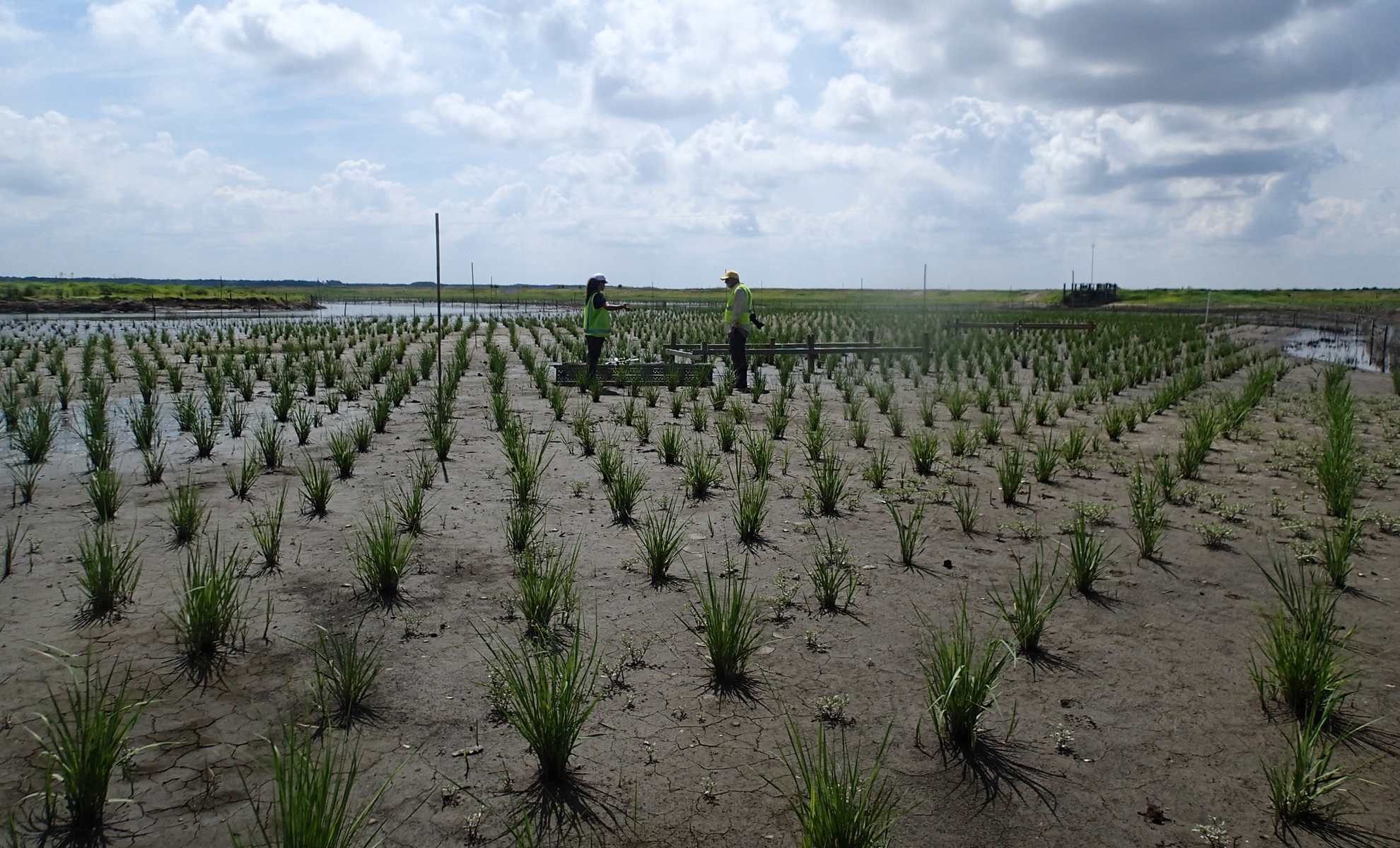 Rows of freshly planted marsh grass on Poplar Island