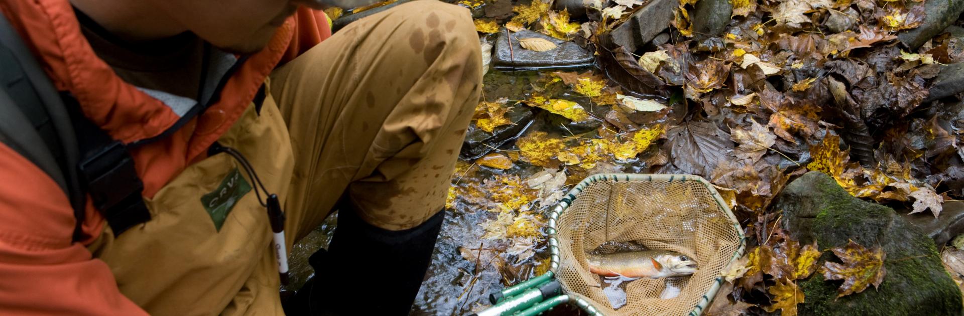 researcher holding a fish in a net