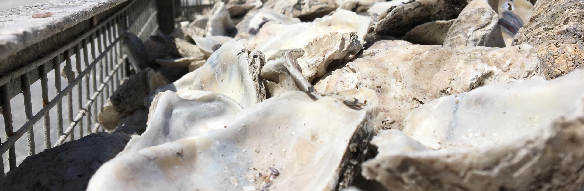 dry oyster shell in cages