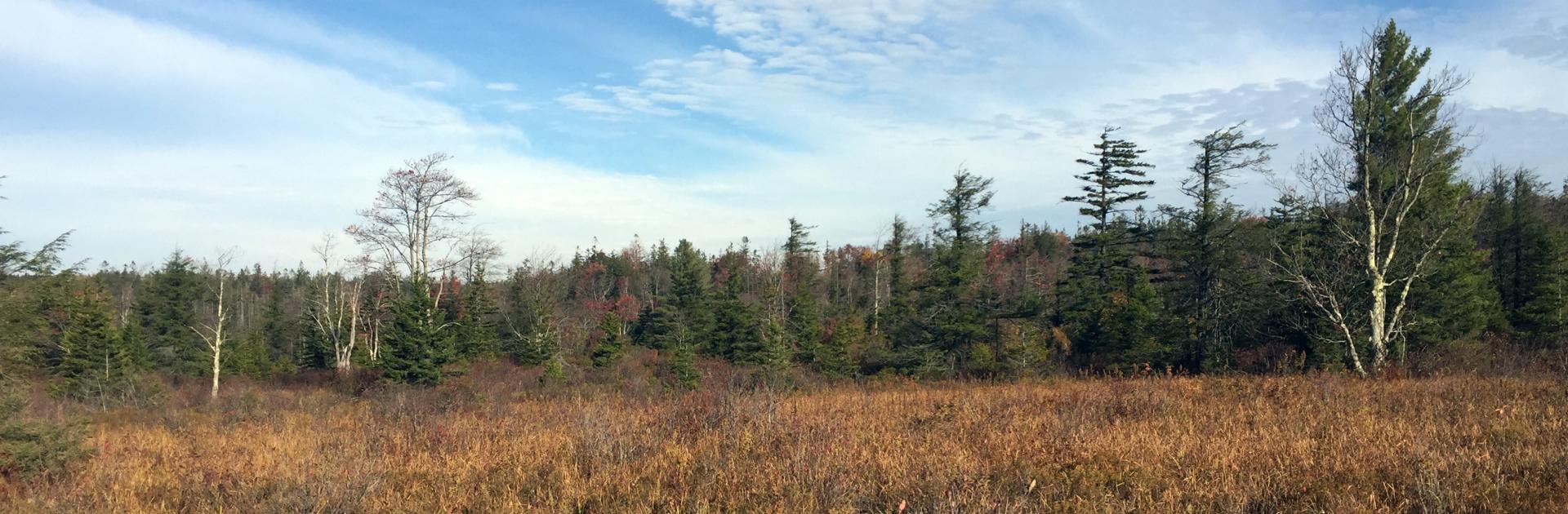 Red spruce trees aligned on the horizon under a blue sky.