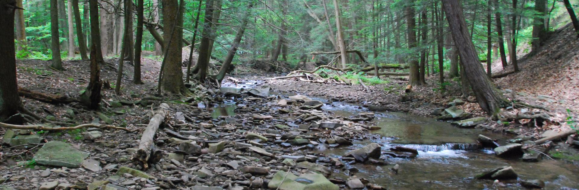 stream in green forest