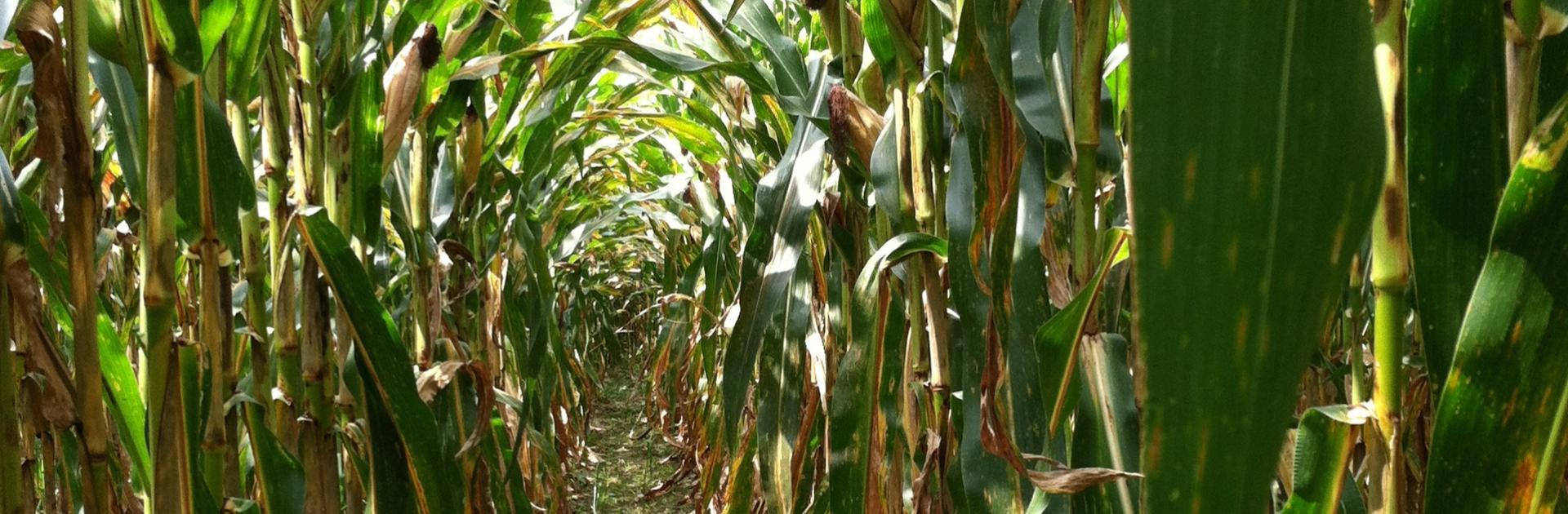 rows of corn
