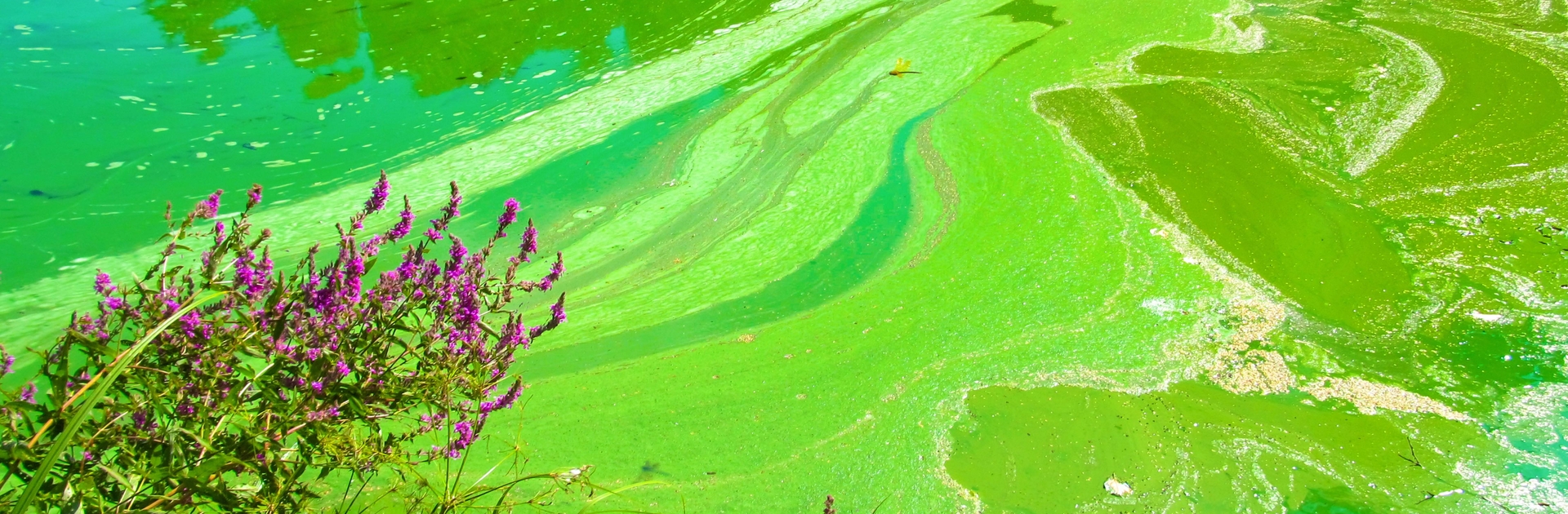 Bright Green Harmful Algal Bloom