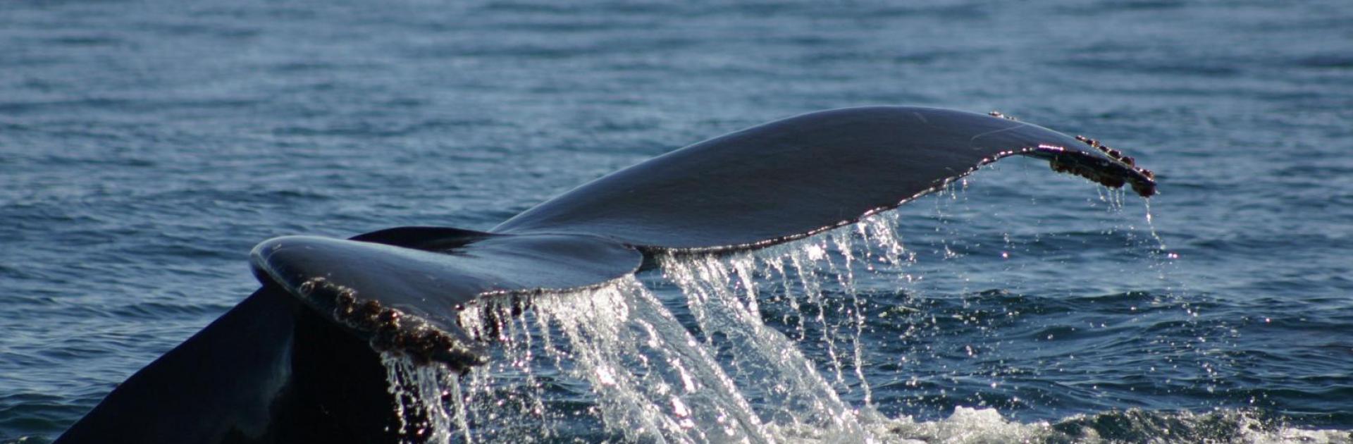 A whale's tail breaches the ocean's surface. Photo by Helen Bailey