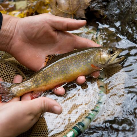 hands holding a fish