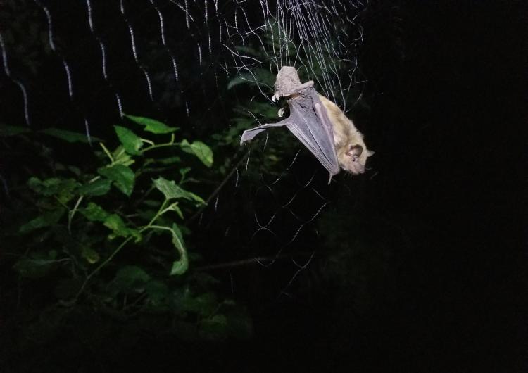 A big brown bat is captured during a 2017 summer mist net outing with Appalachian Laboratory.