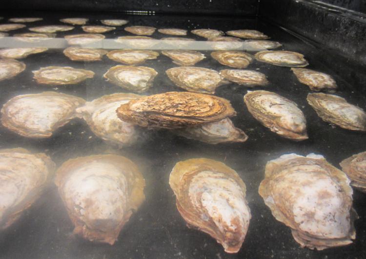 oyster breeding
