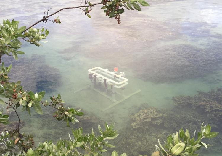 nutrient sensor challenge in Hawaii