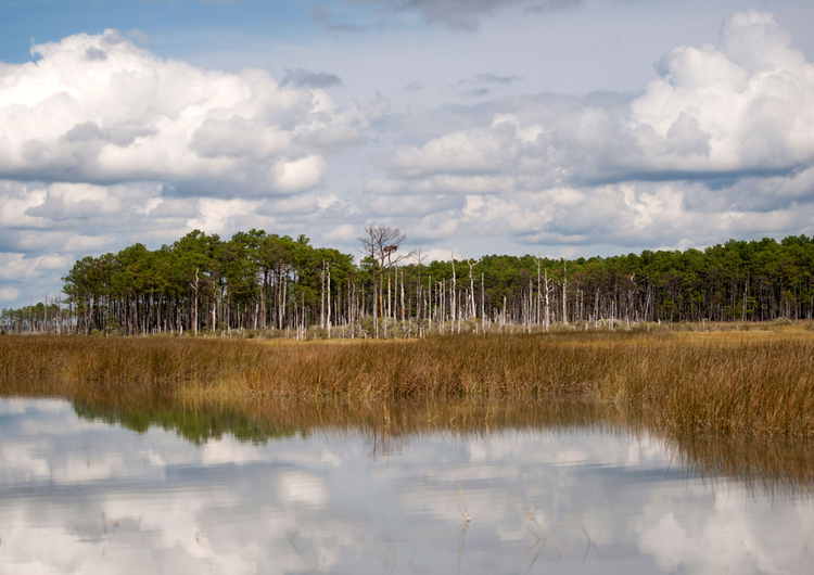 Water meets marsh and land