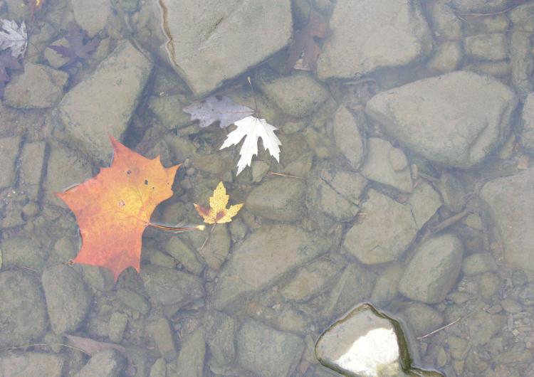 close up of clear mountain stream with floating fall leaves and rocks on bottom