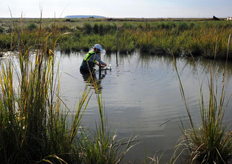 person standing in a marsh