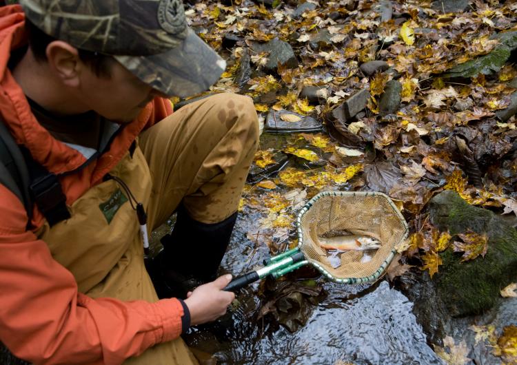 researcher holding a fish in a net