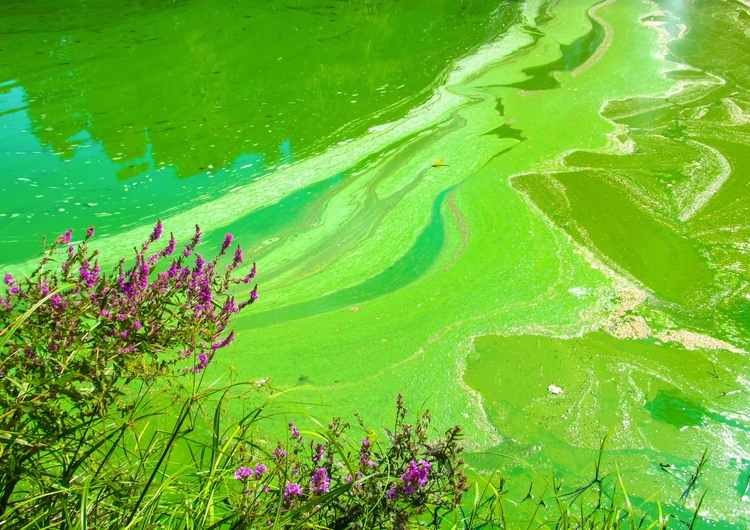 Bright Green Harmful Algal Bloom