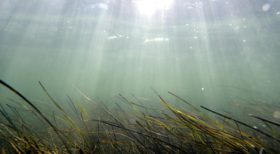Seagrass, photo by Jonathan Lefcheck