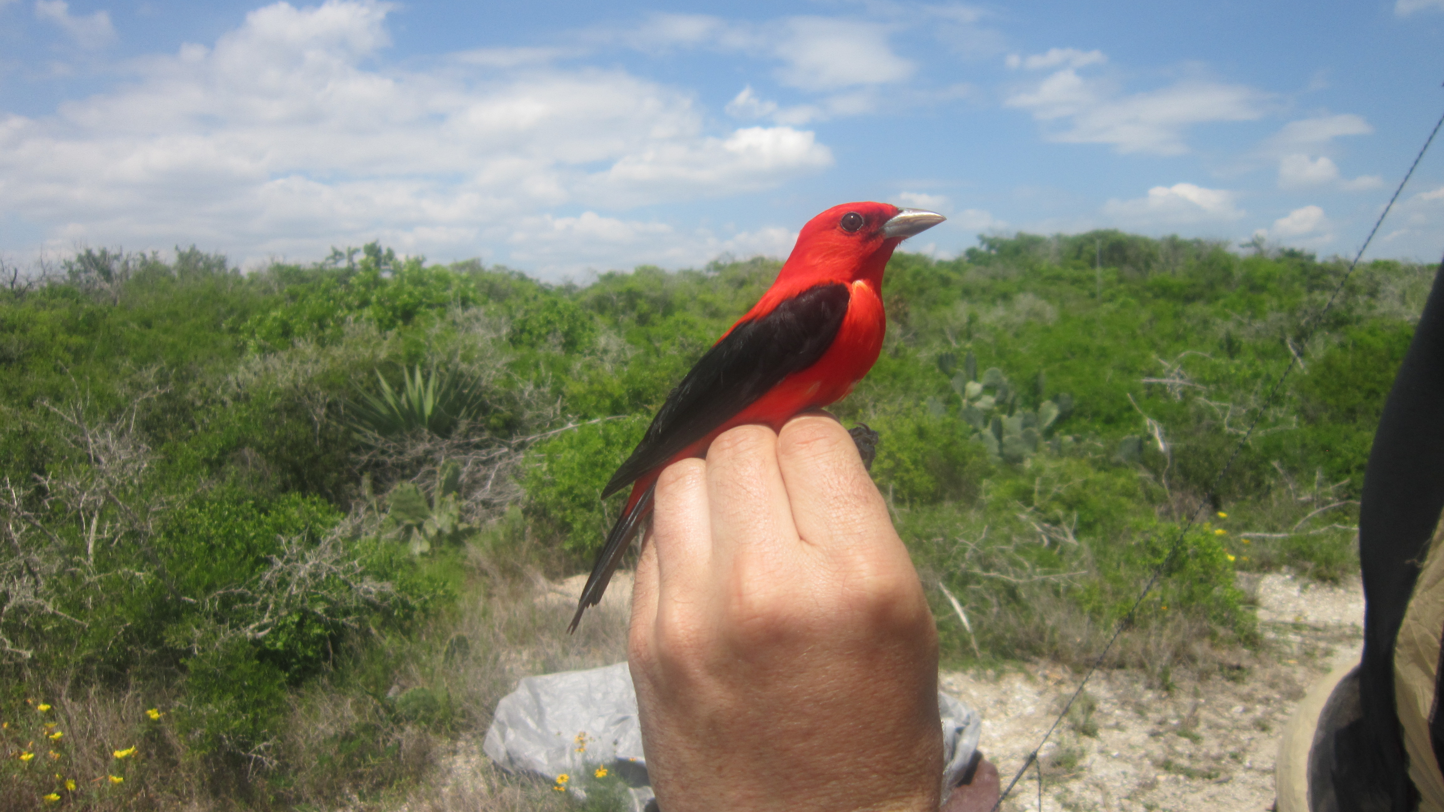 A scarlet tanager on Emily Cohen's hand.