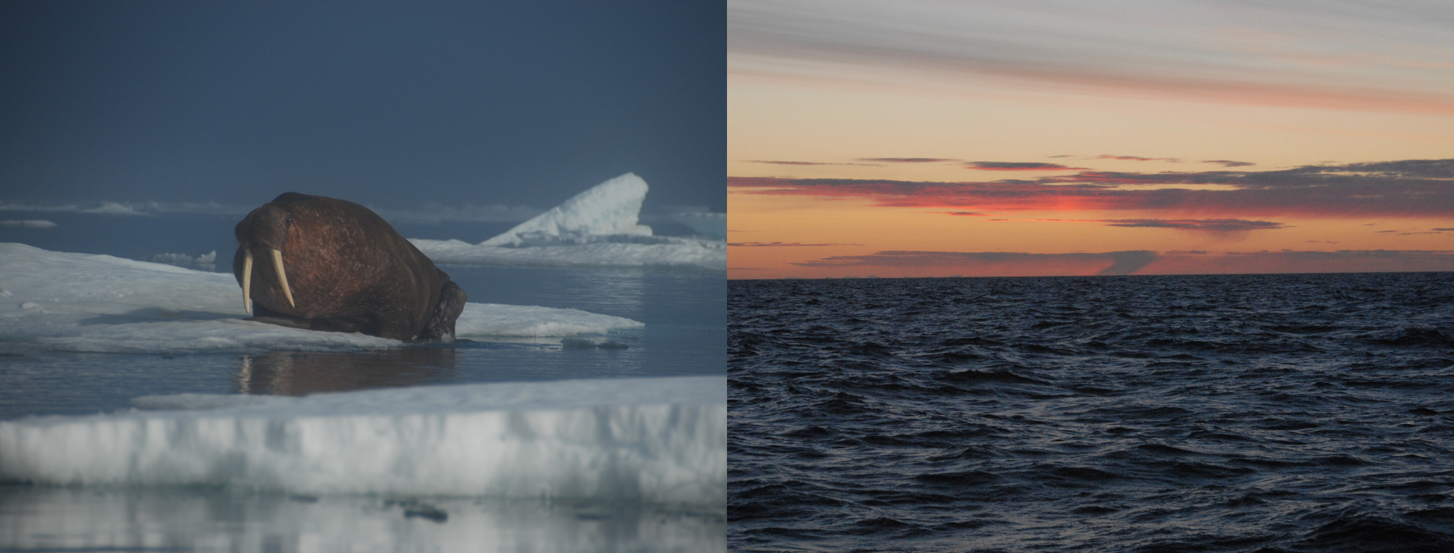 A walrus and arctic sunset