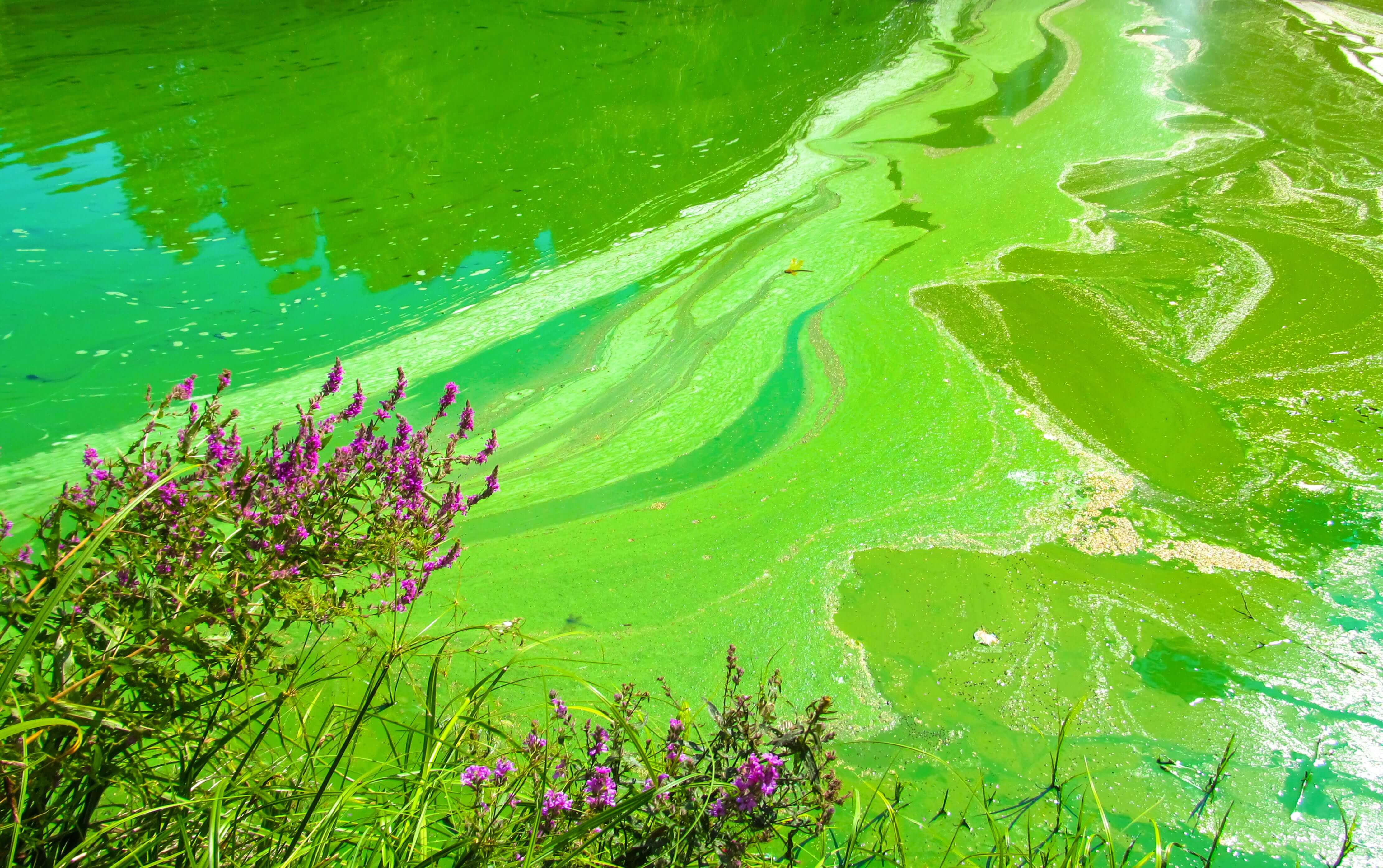 Bright Green Harmful Algal Bloom