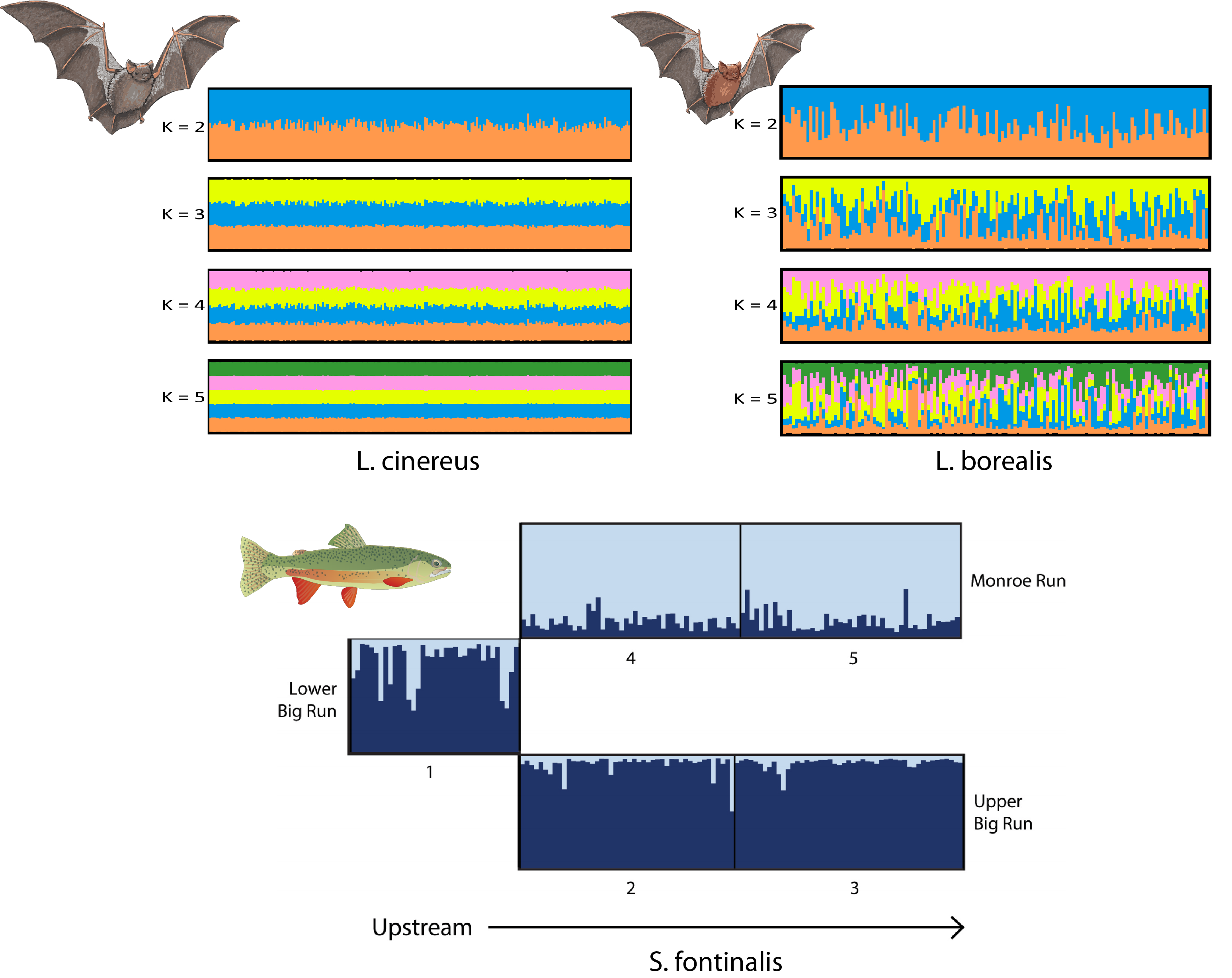 Images that depict the different types of results obtained from the STRUCTURE program