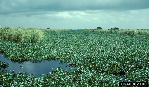 CBL helps Louisiana understand invasive nature of water hyacinth