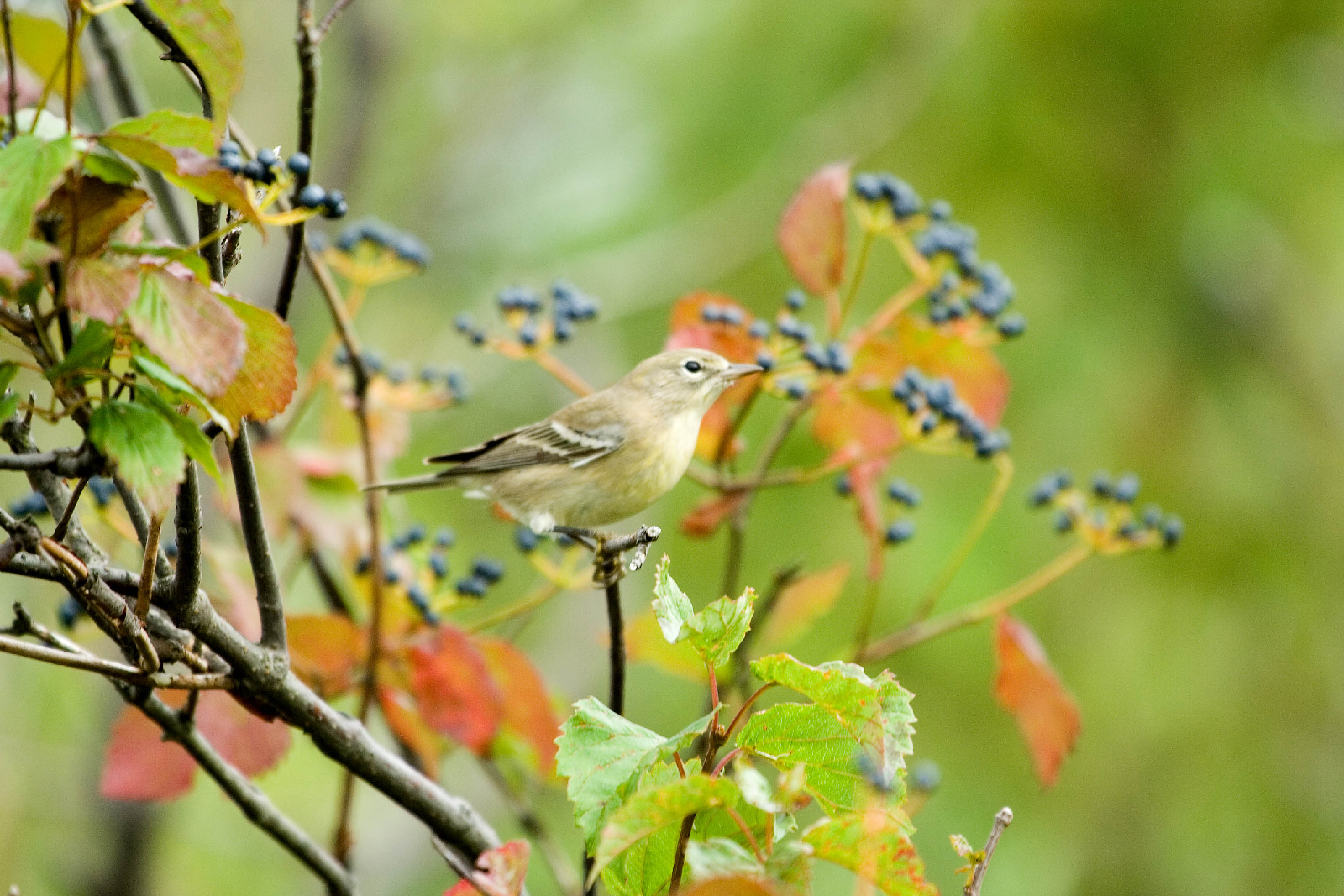 Appalachian Laboratory welcomes Maryland Biodiversity Project for March Watershed Moments