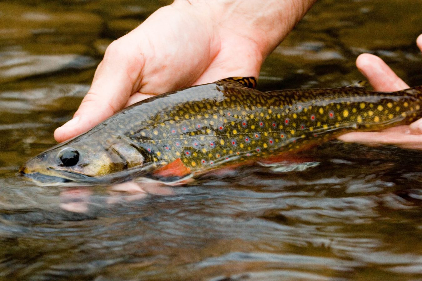 Management and Conservation of Brook Trout in Western Maryland