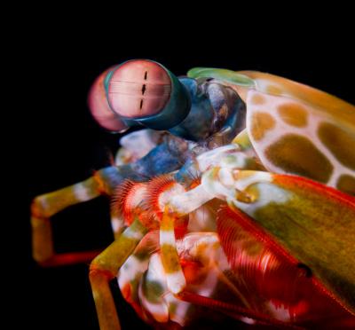 With ‘biological sunscreen,’ mantis shrimp see the reef in a whole different light