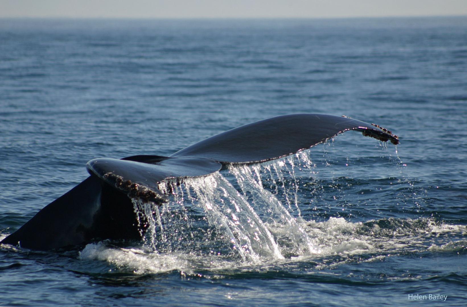 WhaleWatch: Predicting Movements, Reducing Harm
