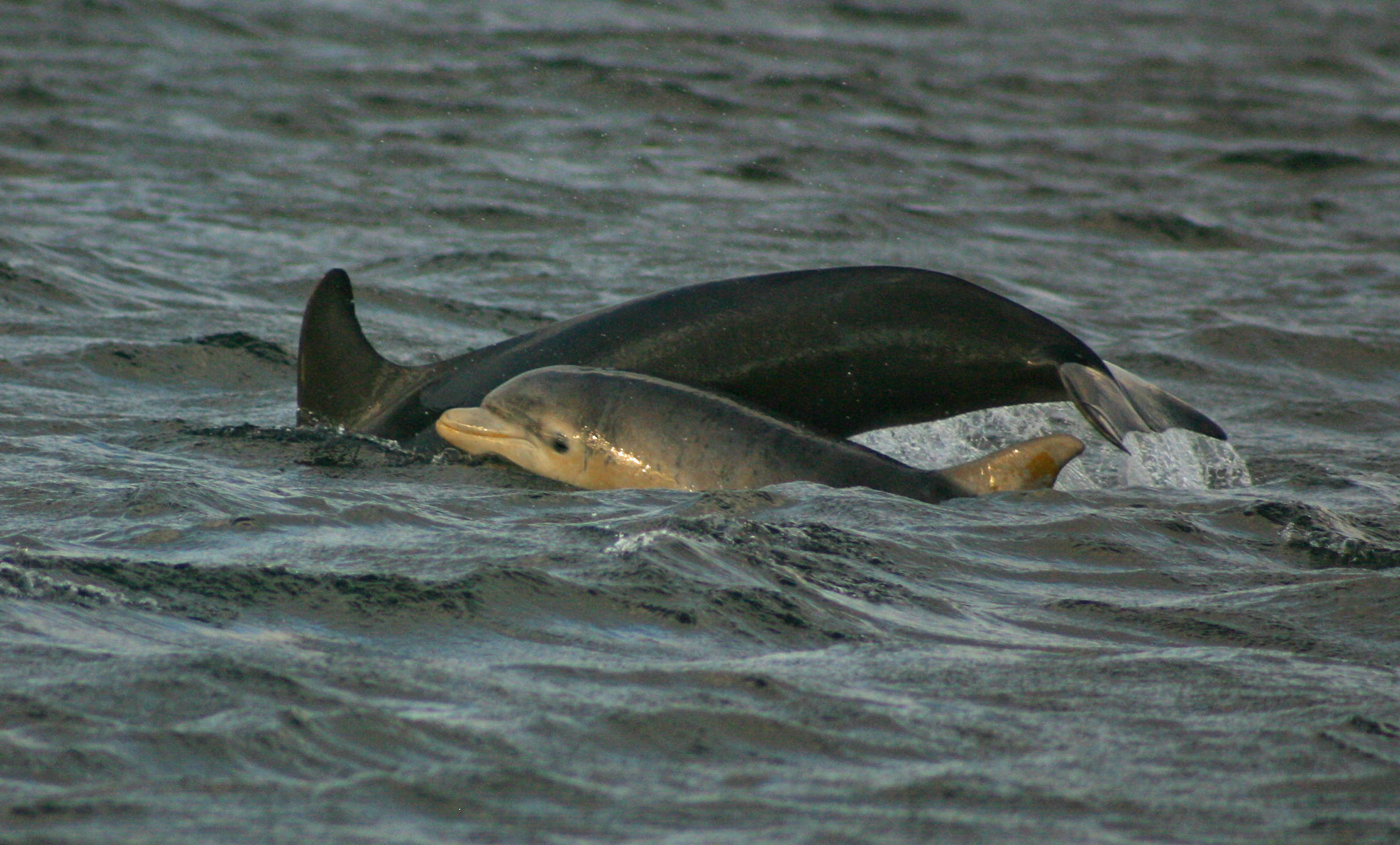 Citizen science helps Dr. Bailey track dolphins in Chesapeake Bay