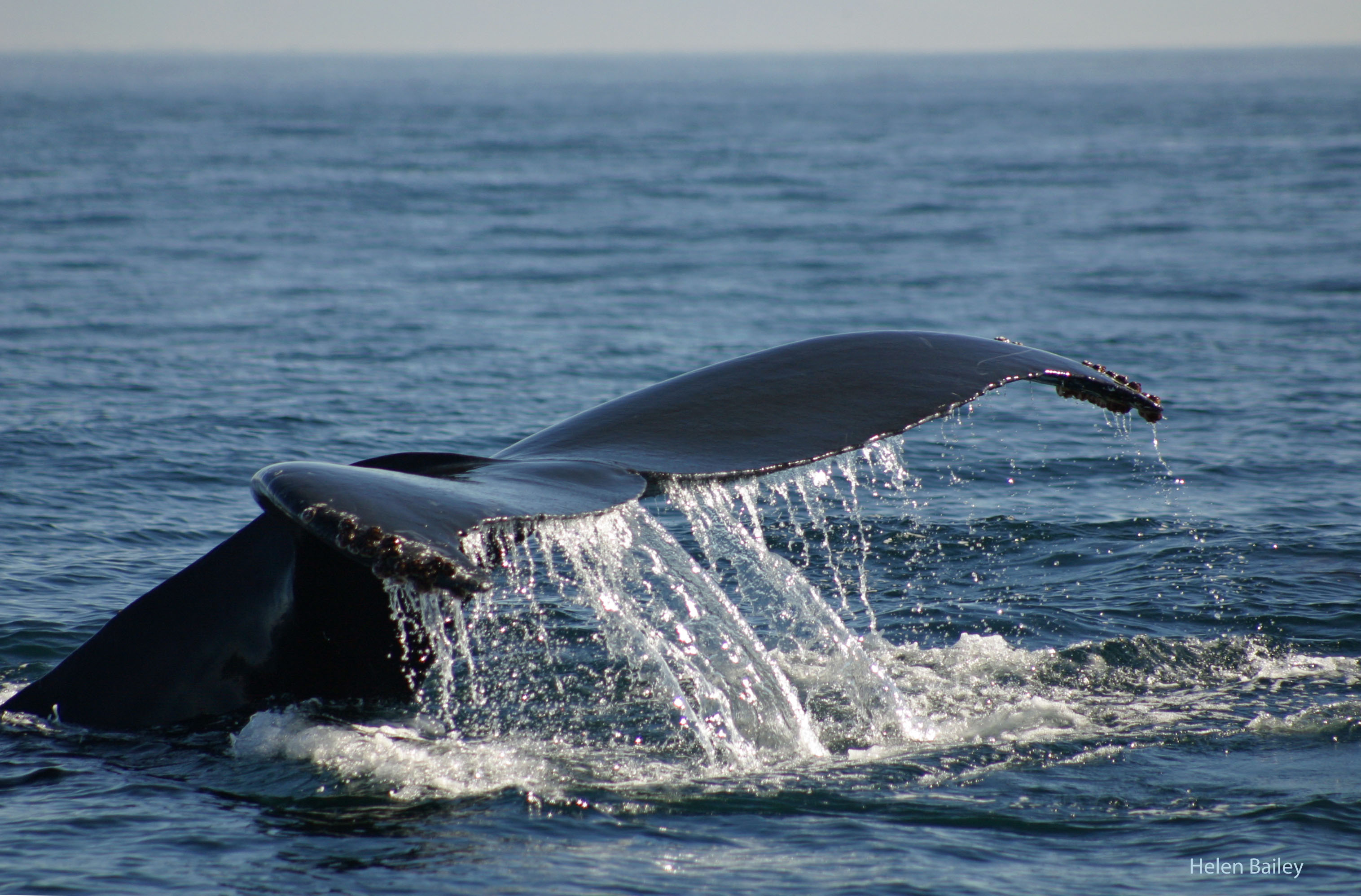 A new way to WHALEWATCH