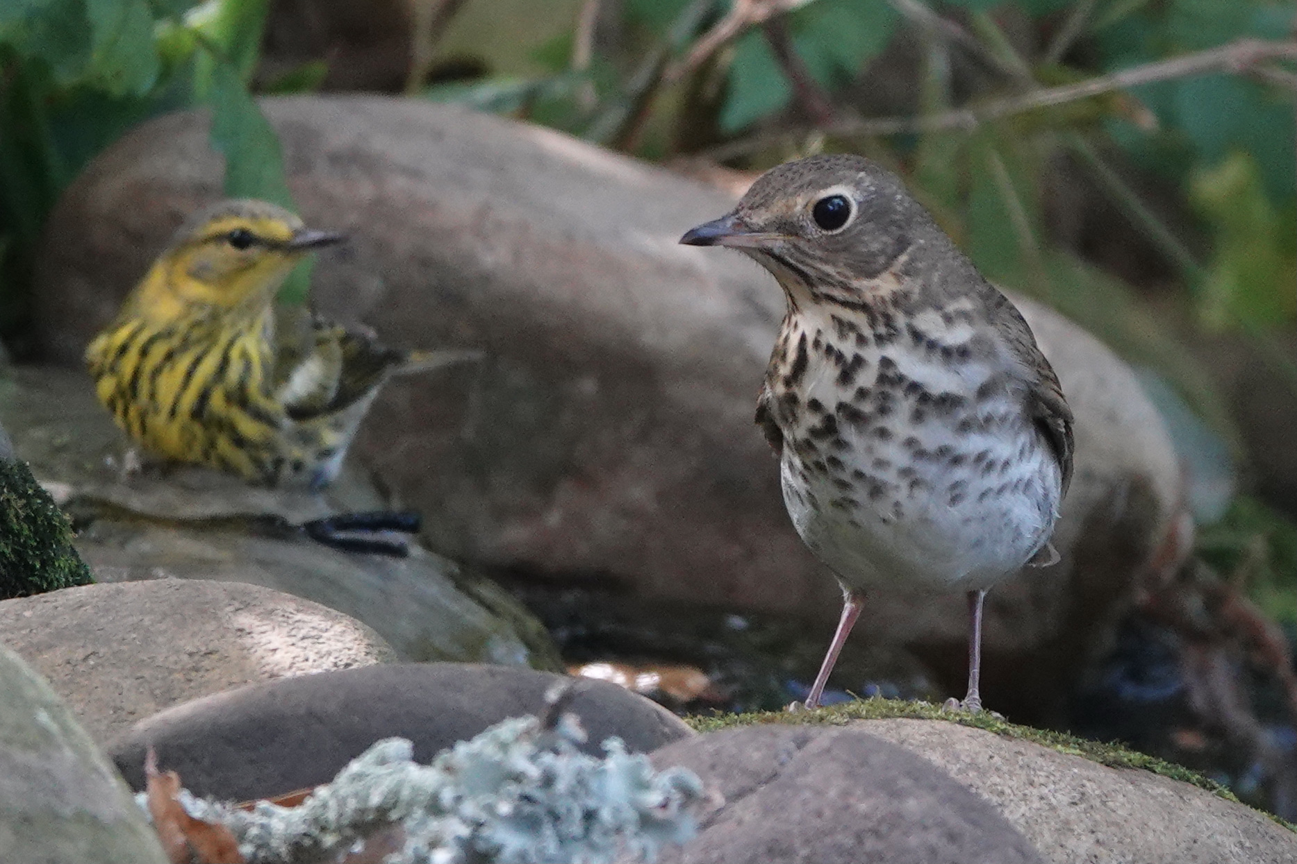 Migratory bird species found to be socially oriented