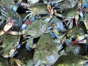 Warmer winters could lead to longer blue crab season in Chesapeake Bay