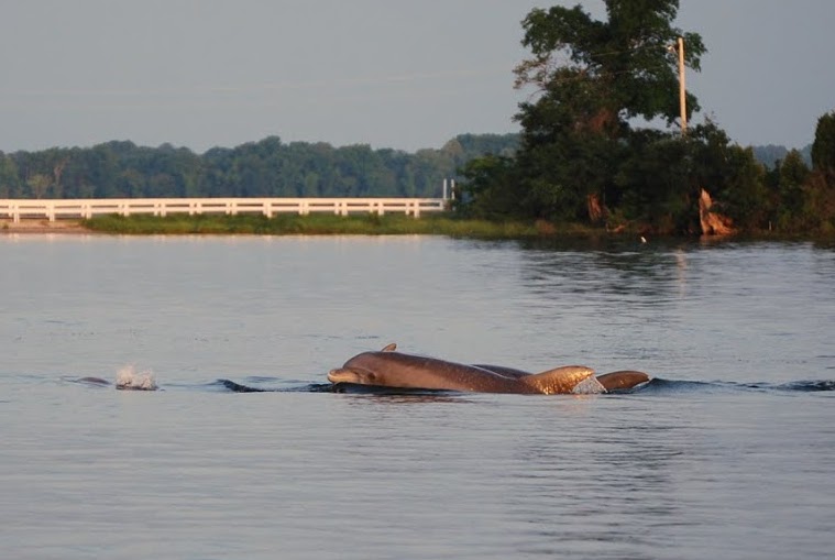 Help scientists track dolphins in Chesapeake Bay