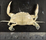 Will Ocean Acidification Create “Super Crabs” in Bay? Maybe Not
