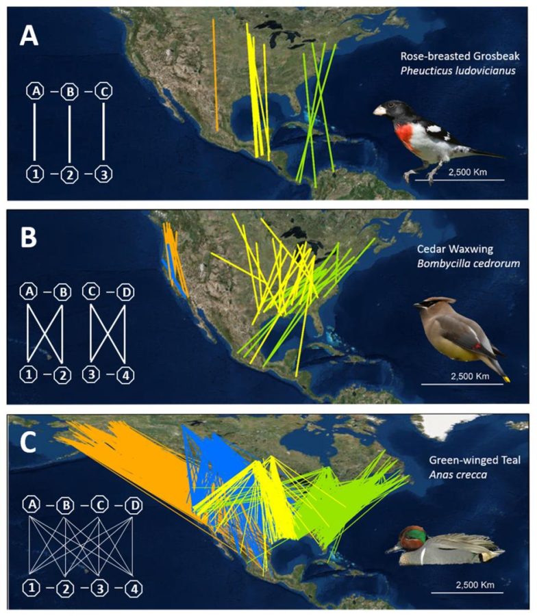 Quantifying the strength of migratory connectivity