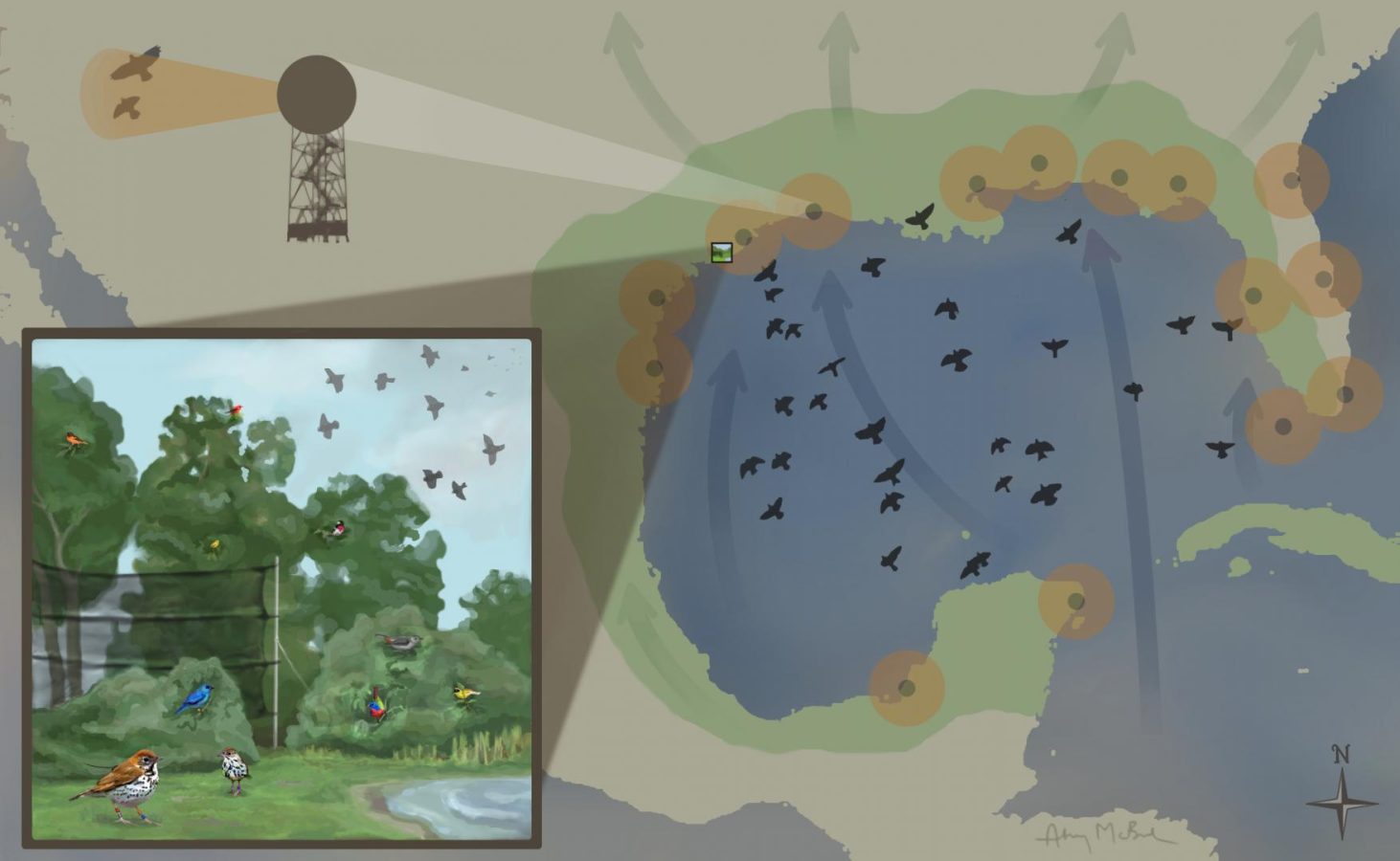 Role of Migration in Bird Populations