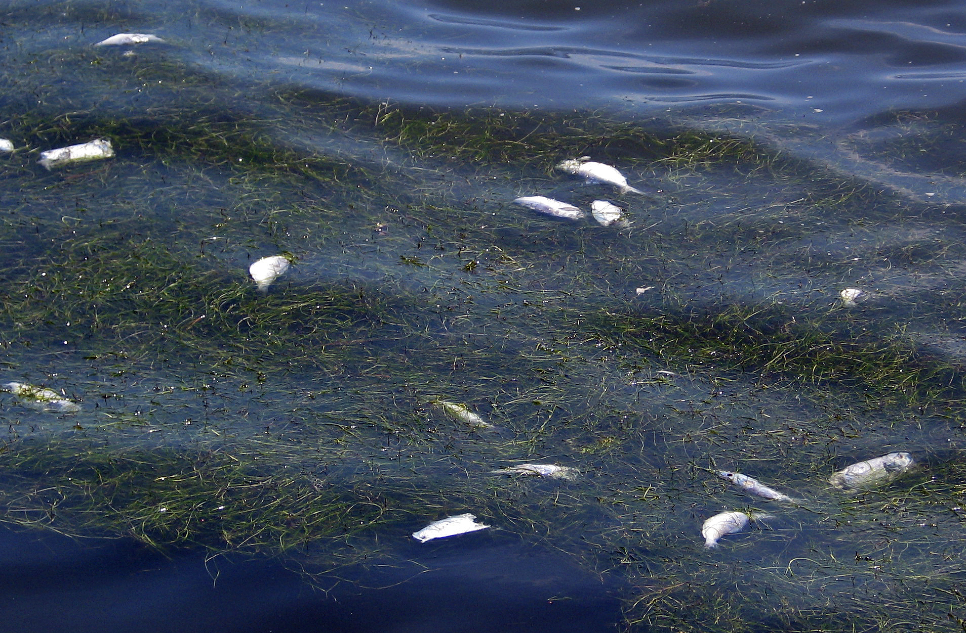 Coastal pollution is causing significant increase in dead zones in oceans around the world