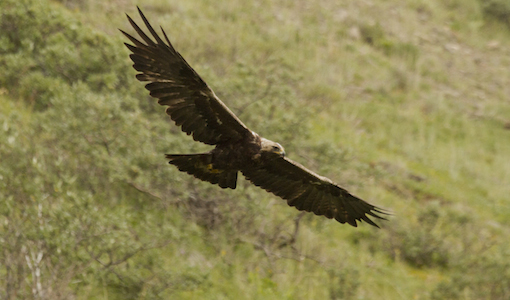 Migratory patterns of Eastern golden eagle population revealed