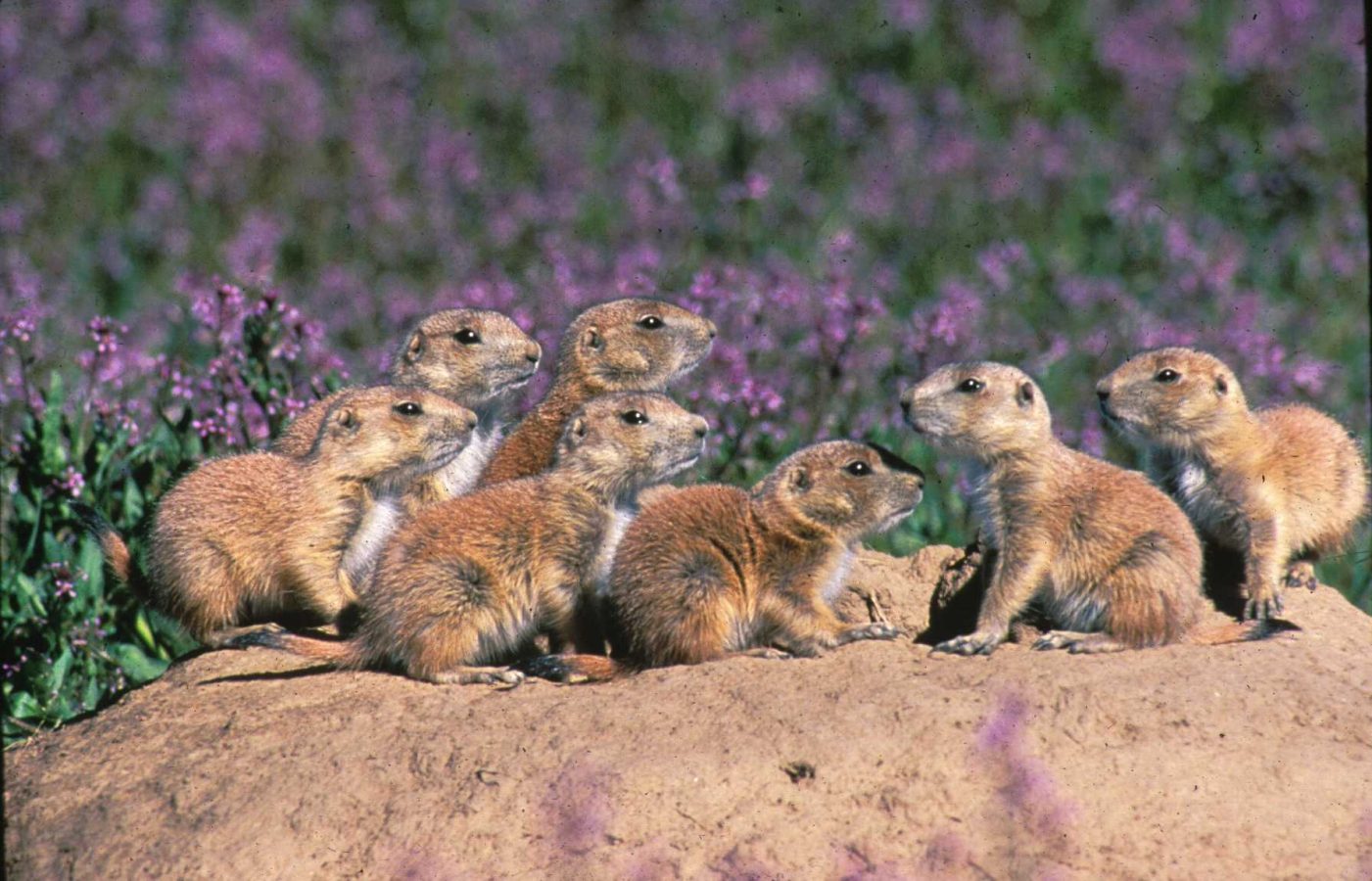 Multiple mates worth the risk for female prairie dogs