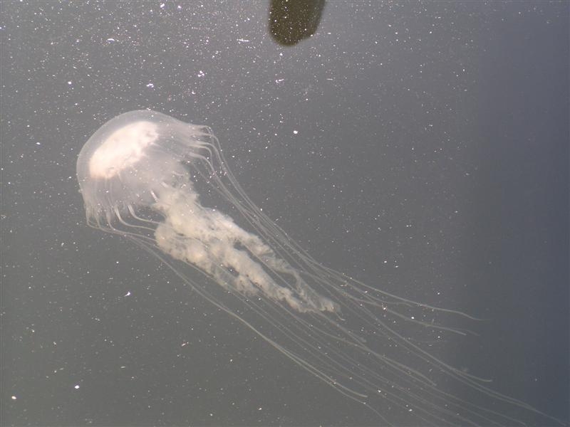 CBL scientist tracks jellyfish population in Chesapeake Bay